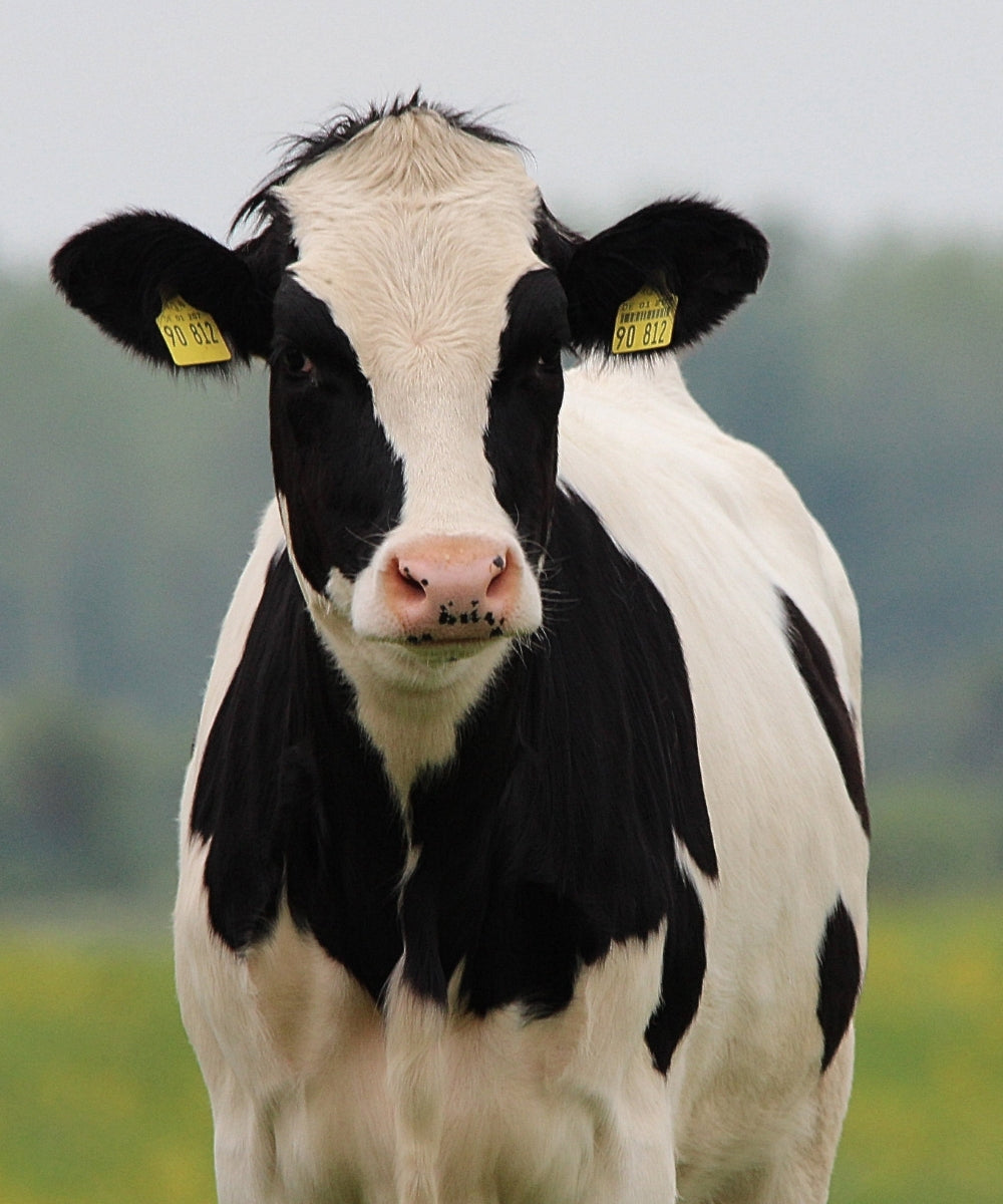 Attrezzatura Zootecnica